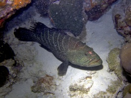 IMG 4123 Tiger Grouper